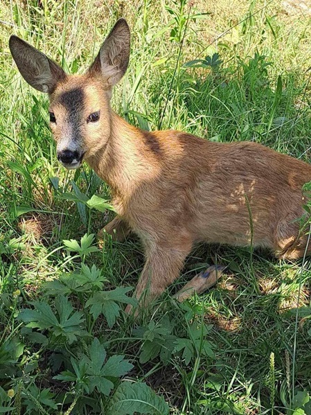 Bambi����☀️❤️��