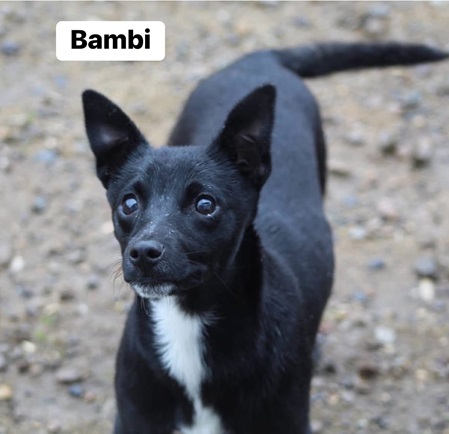 Bambi