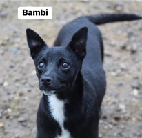 Bambi