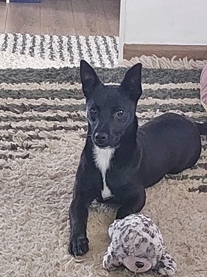 Bambi