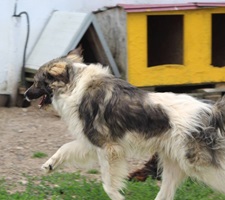 NICUȘOR