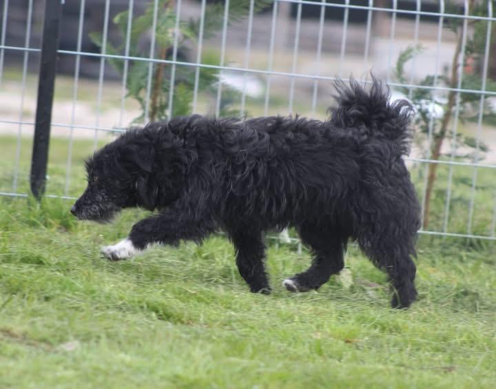 zana-tierschutzhund-rumaenien-adoptieren